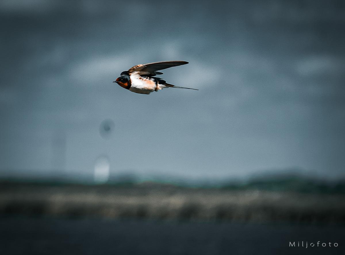 låvesvale i fart (Hirundo rustica)