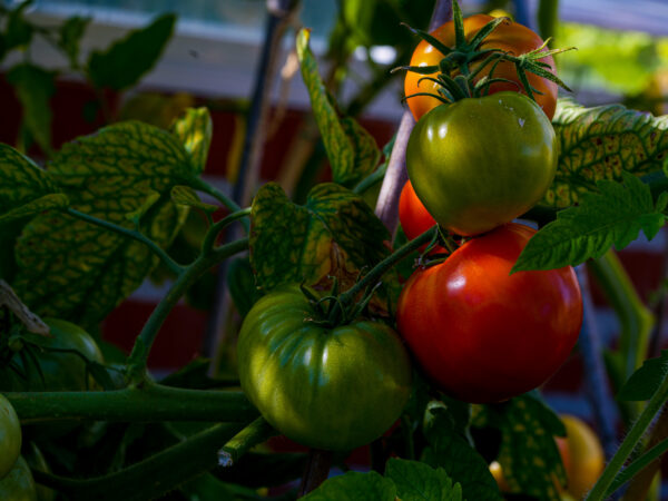 Tomatplanter - Mat