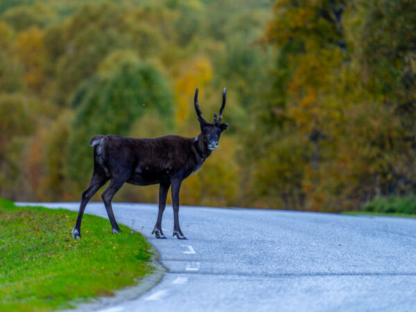Bilde av Reinsdyr i veien