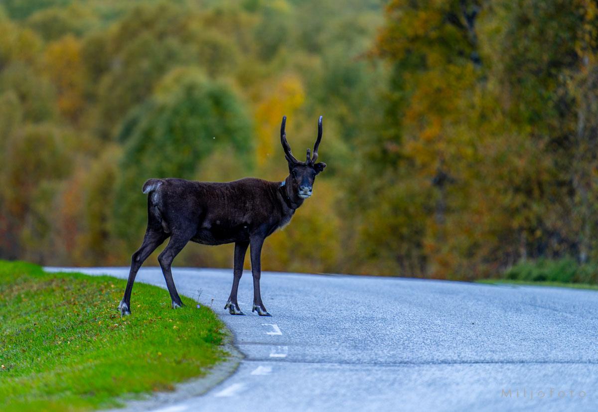 Bilde av Reinsdyr i veien