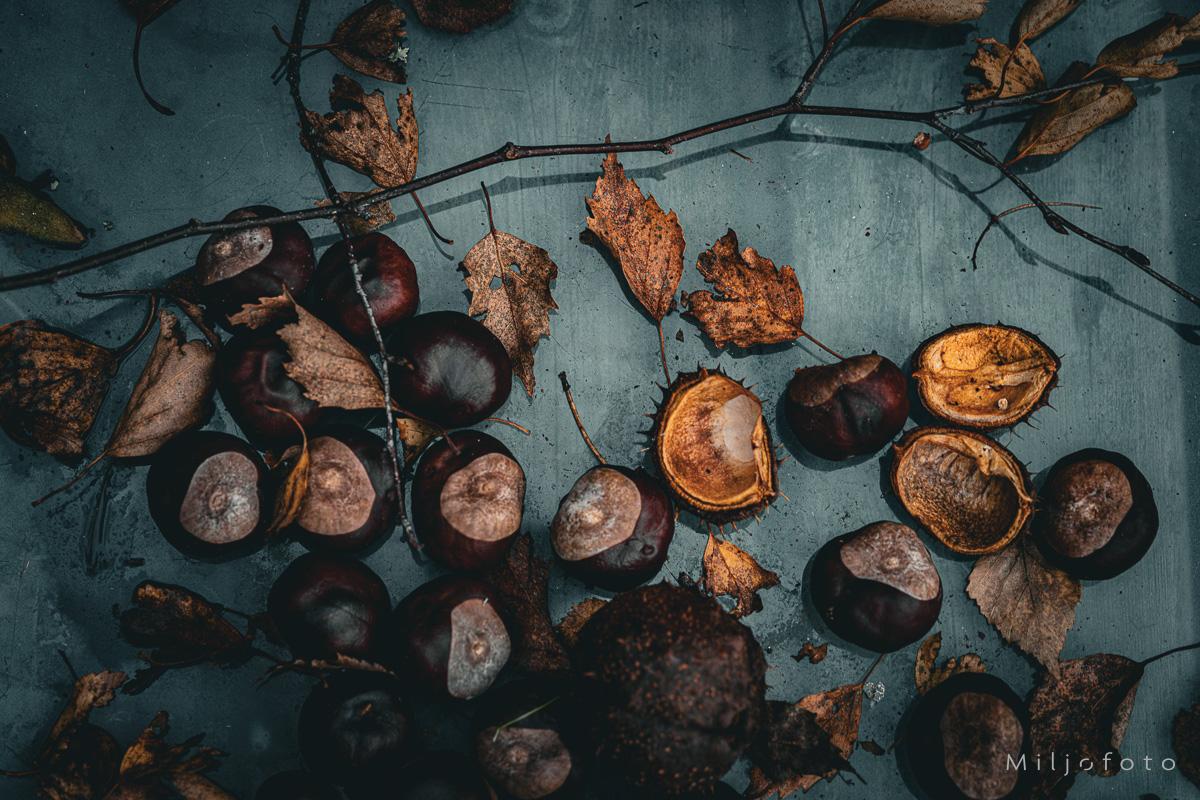 Kastanjer - Høst