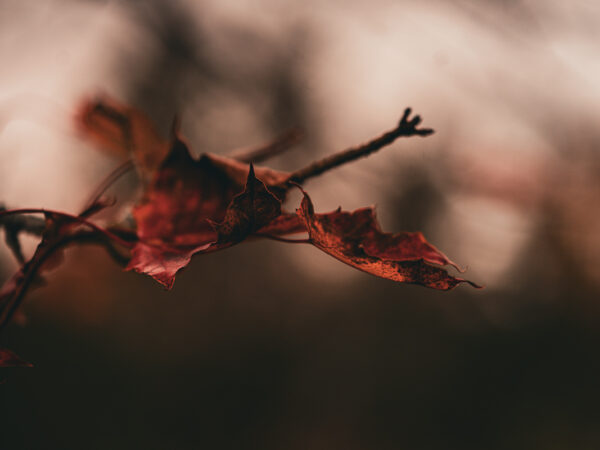 Høsten kommer - Høst