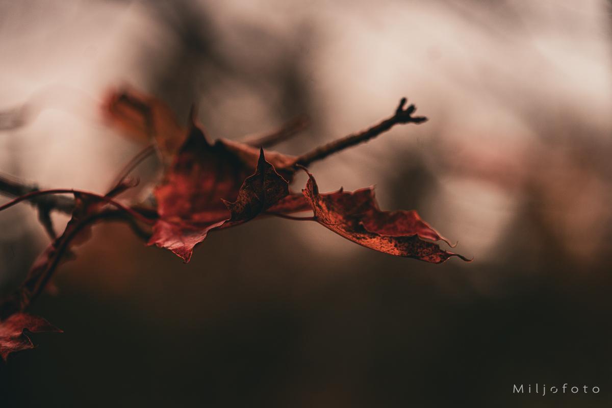 Høsten kommer - Høst