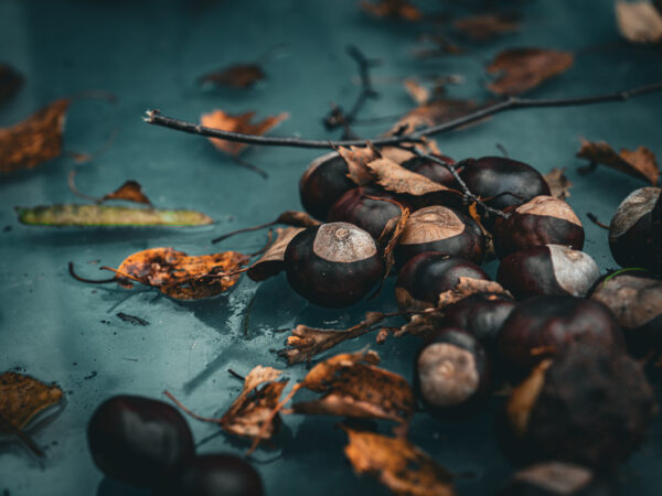 Kastanjer og blader