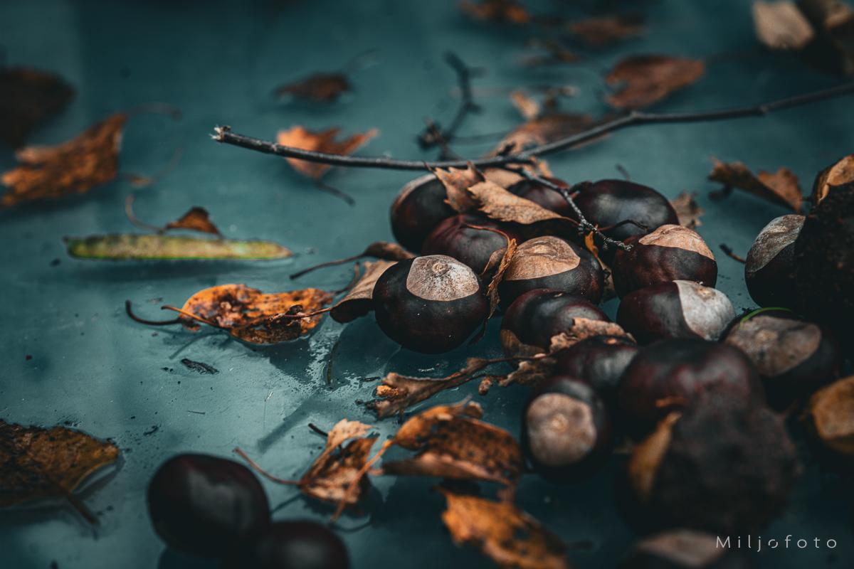 Kastanjer og blader