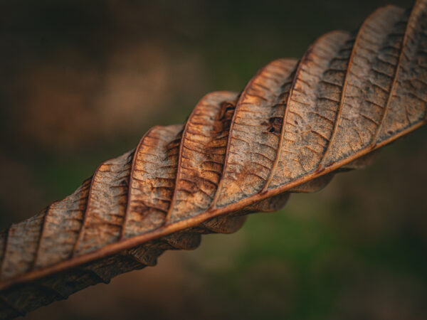 Kastanjeblad - Høst