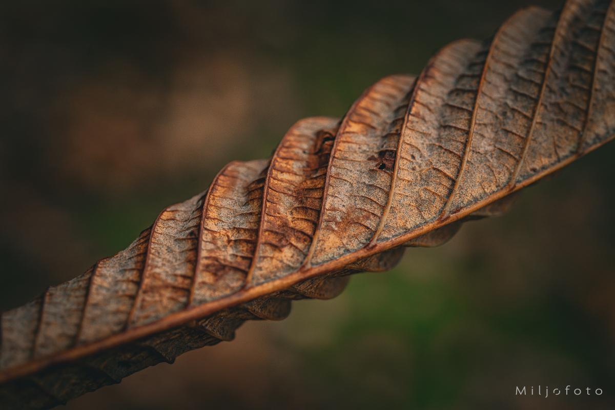Kastanjeblad - Høst