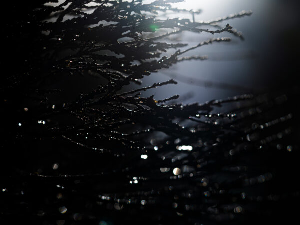 En natt i skogen - Natur