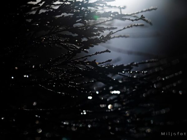 En natt i skogen - Natur