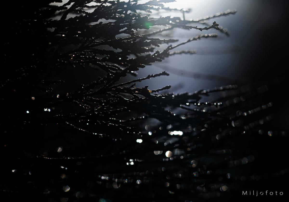 En natt i skogen - Natur