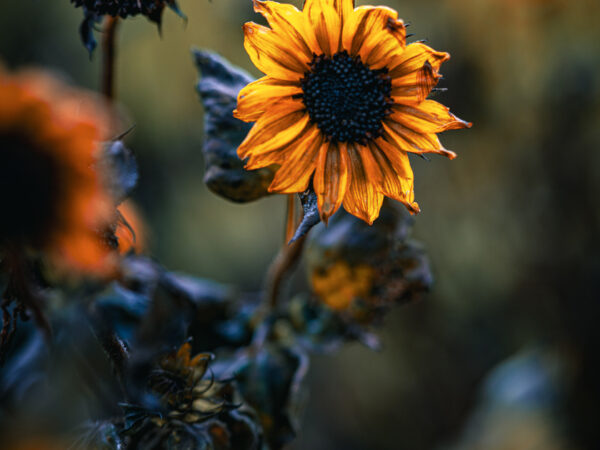 Solsikke om høsten