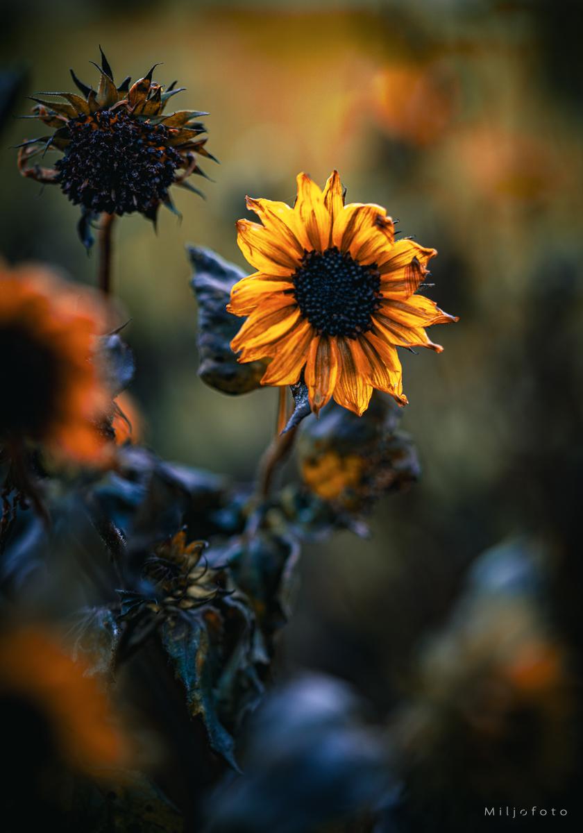 Solsikke om høsten