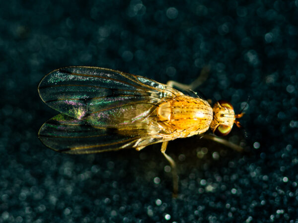 Bilde av bananflue (slekten Drosophila)