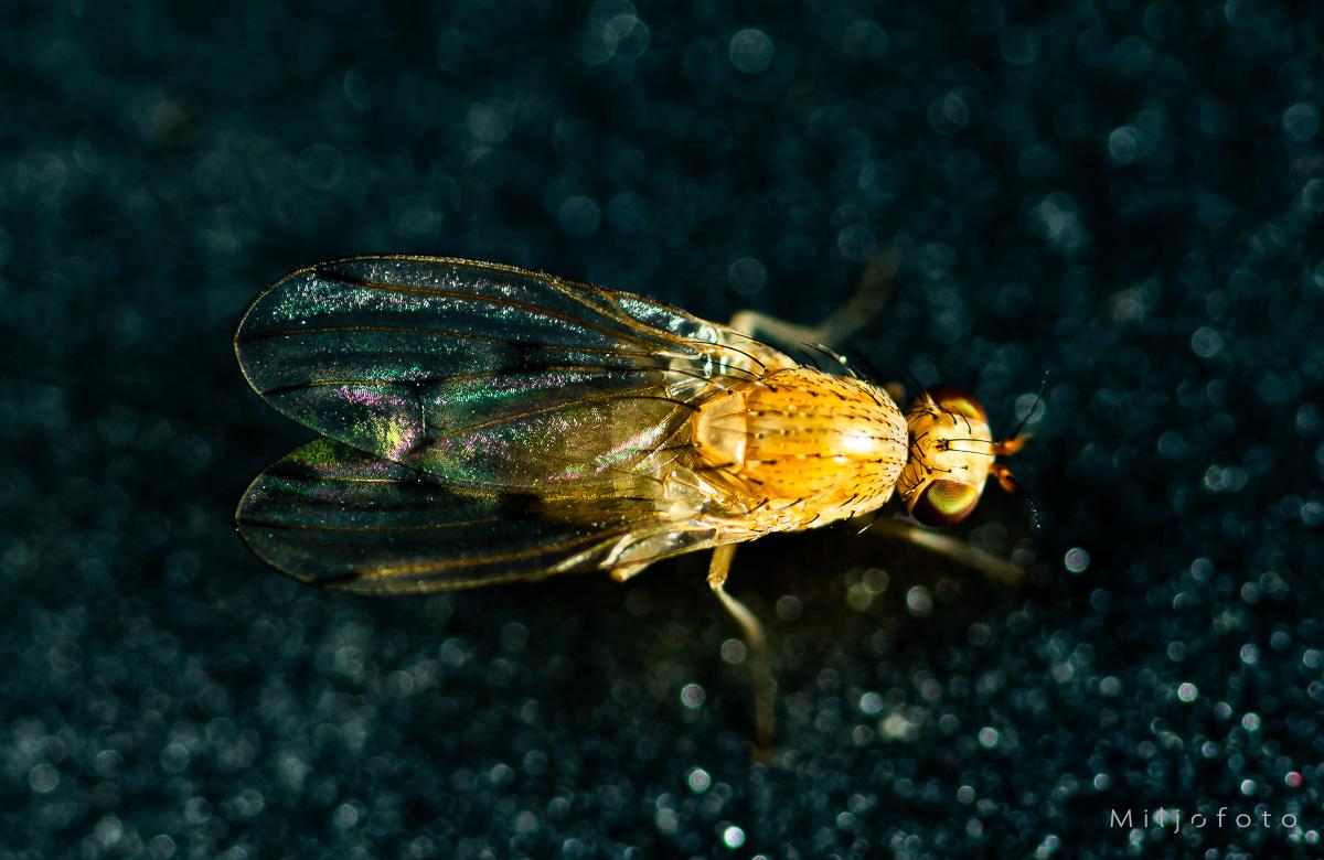 Bilde av bananflue (slekten Drosophila)