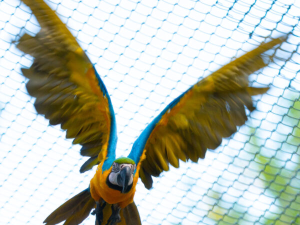 Bilde av blågul ara (Ara ararauna)