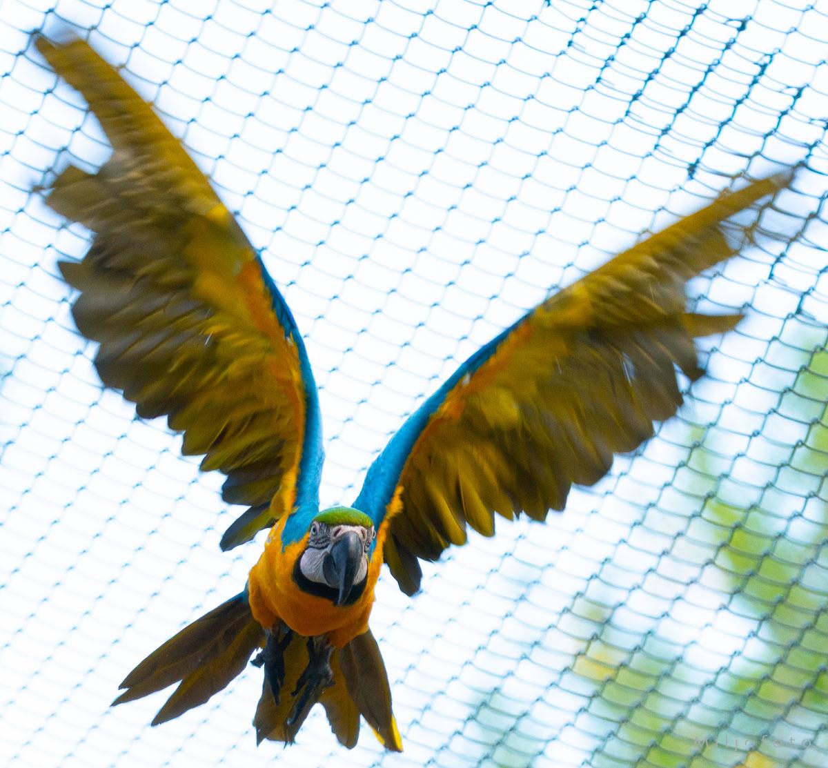 Bilde av blågul ara (Ara ararauna)