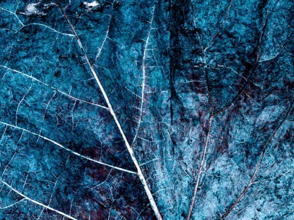 Bilde av mønsteret i et blad