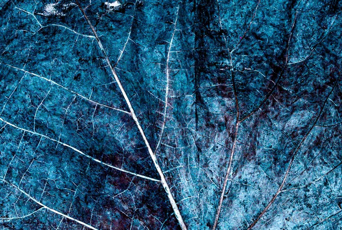 Bilde av mønsteret i et blad