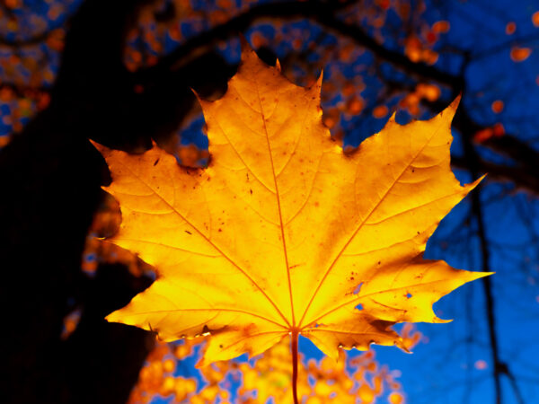 Bilde av et gult høstblad - Høst