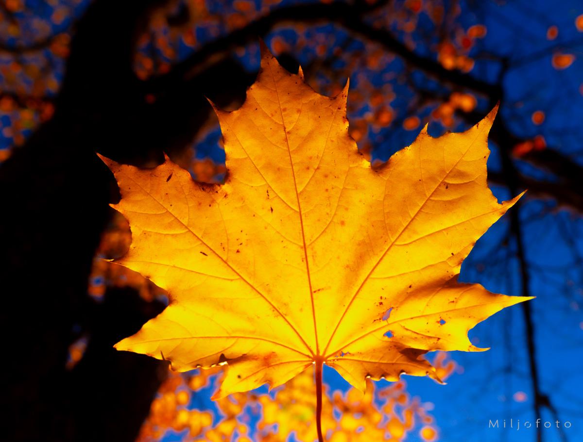 Bilde av et gult hløstblad - Høst Bilde av et gult høstblad - Høst