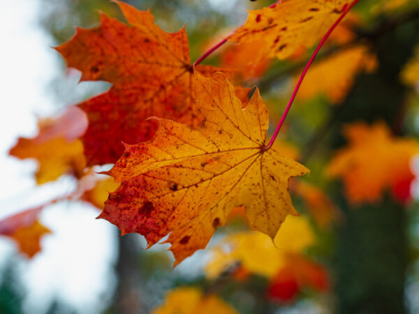 Bilde av høstblader