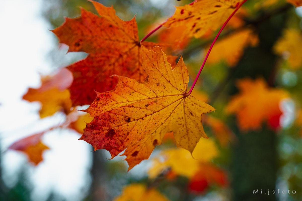 Bilde av høstblader