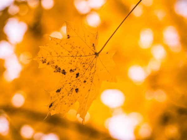 Bilde av gule høstblader