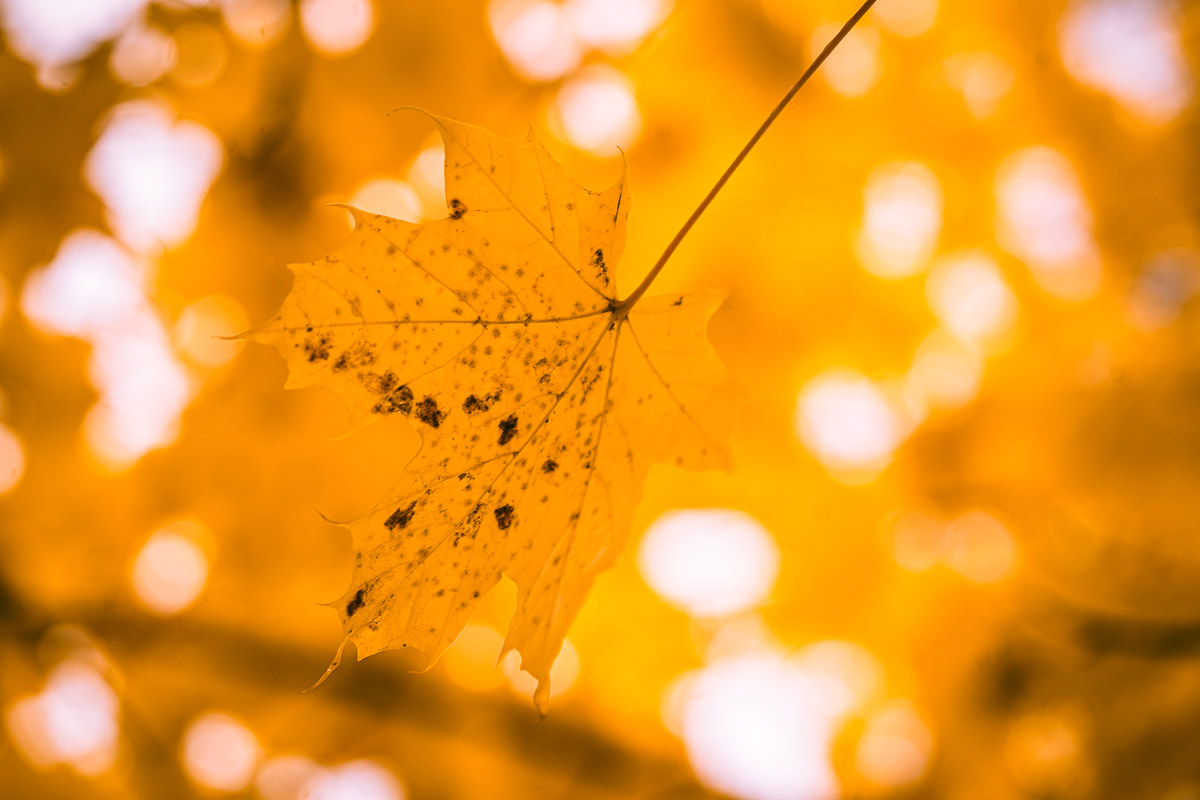Bilde av gule høstblader