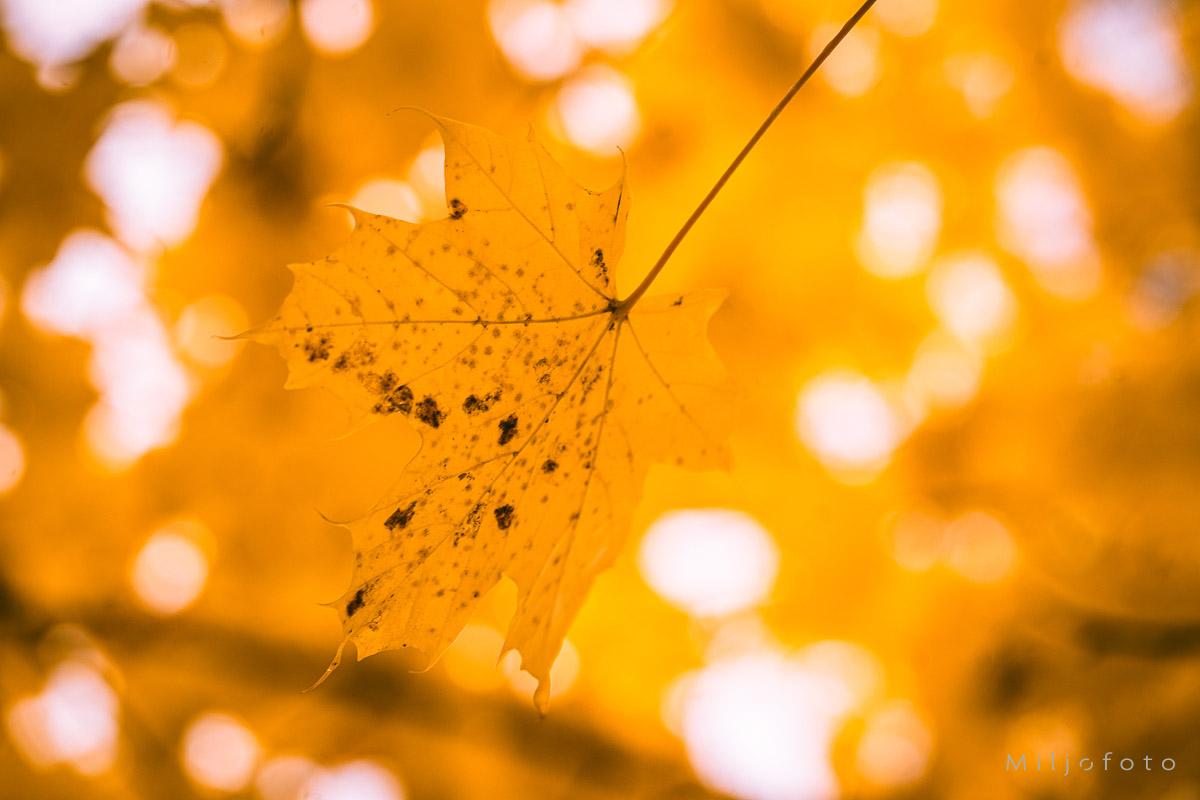 Bilde av gule høstblader