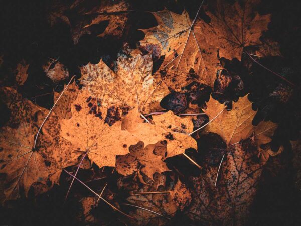 Bilde av Blader på bakken