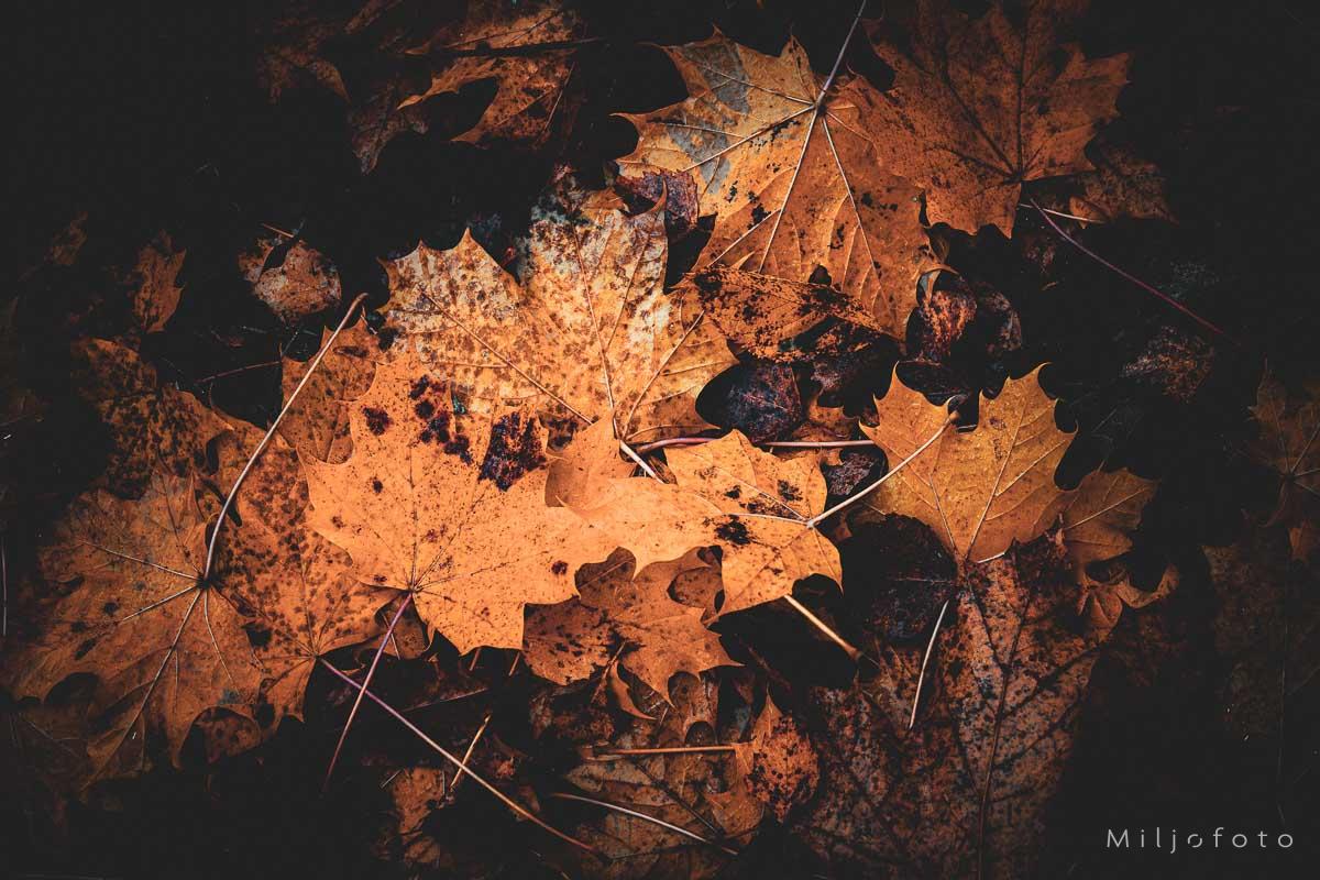 Bilde av Blader på bakken Bilde av Blader på bakken