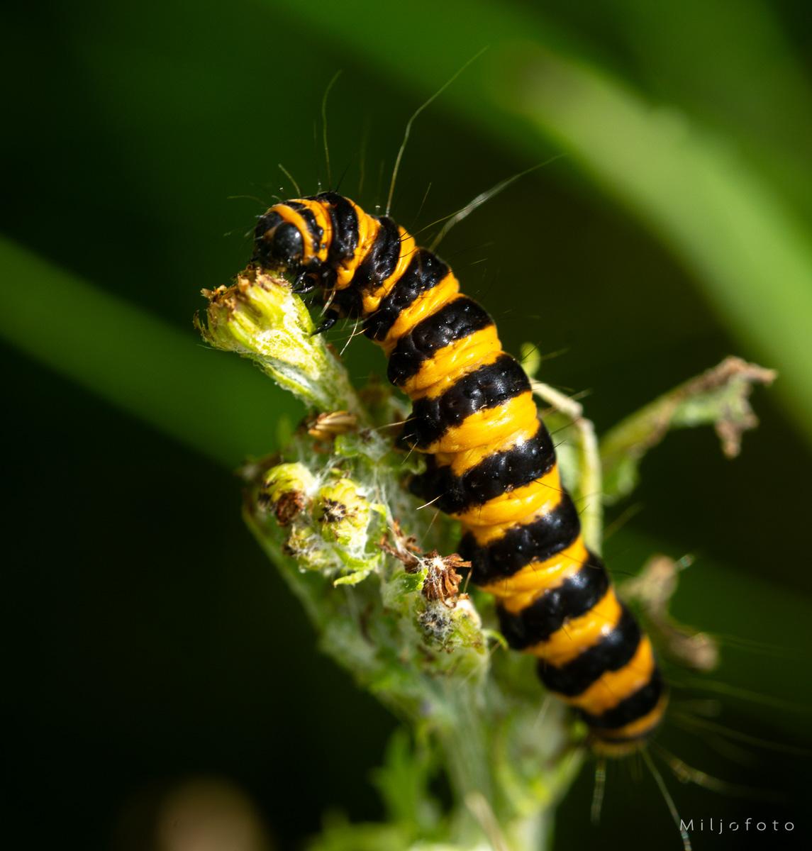 Bilde av en larve Bilde av en larve