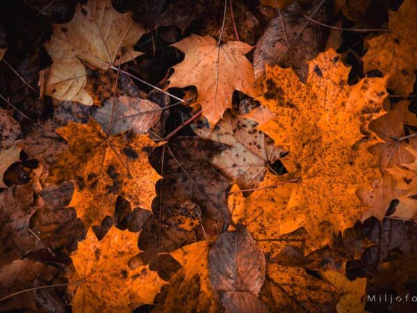 Høstfarger 2 - Høst