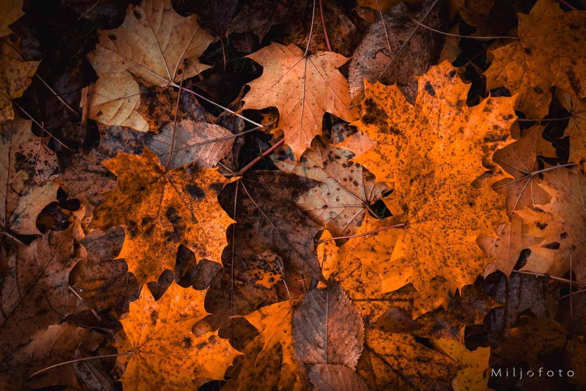 Høstfarger 2 - Høst