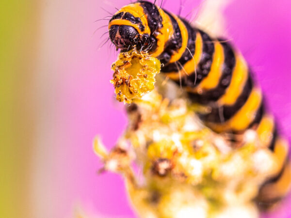 Sennepsgul bjørnespinner-larve