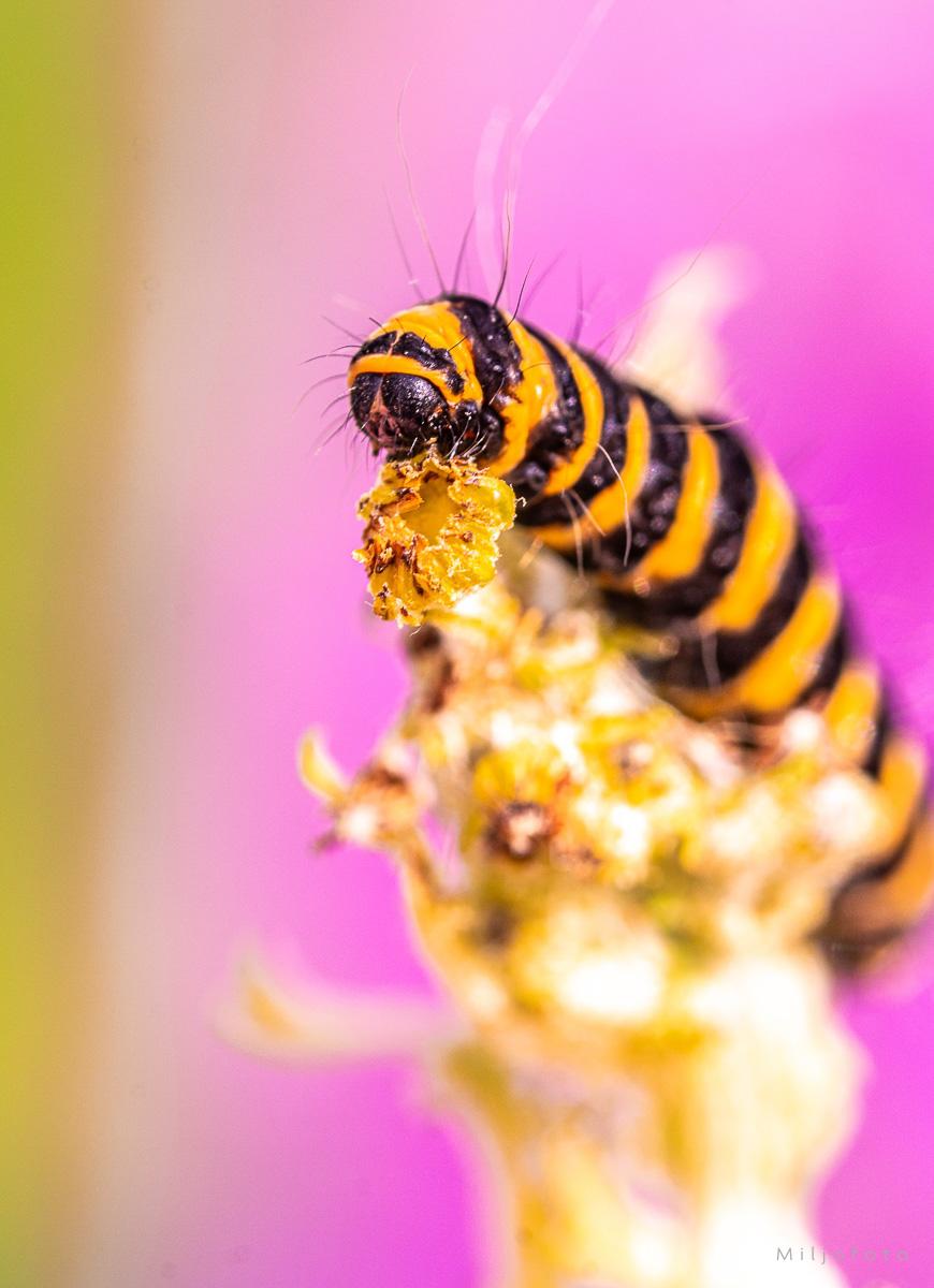 Sennepsgul bjørnespinner-larve