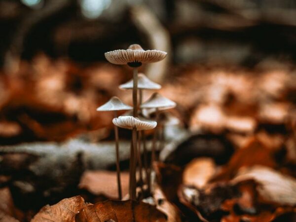 Bilde av små sopp i skogen