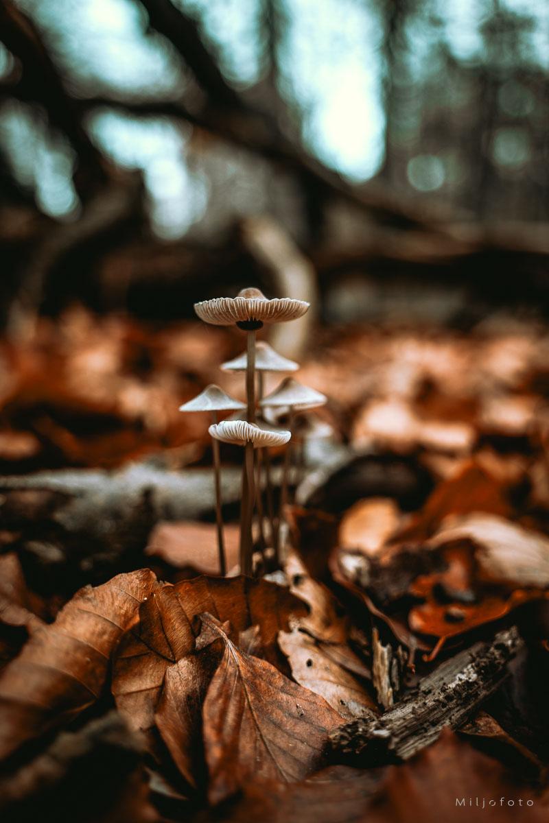 Bilde av små sopp i skogen
