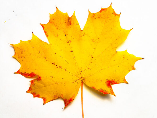 Bilde av et høstblad