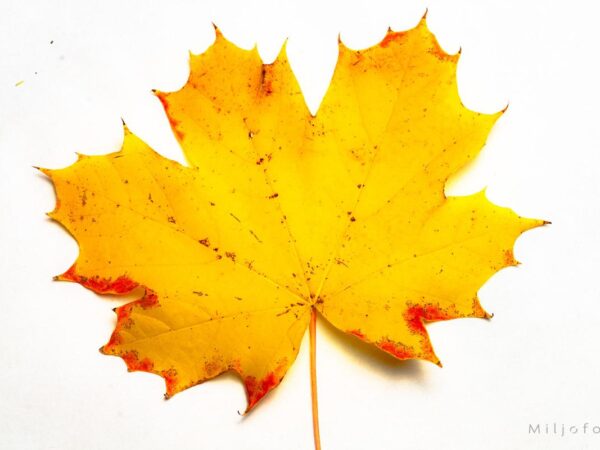 Bilde av et høstblad
