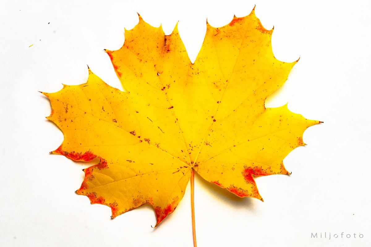 Bilde av et høstblad