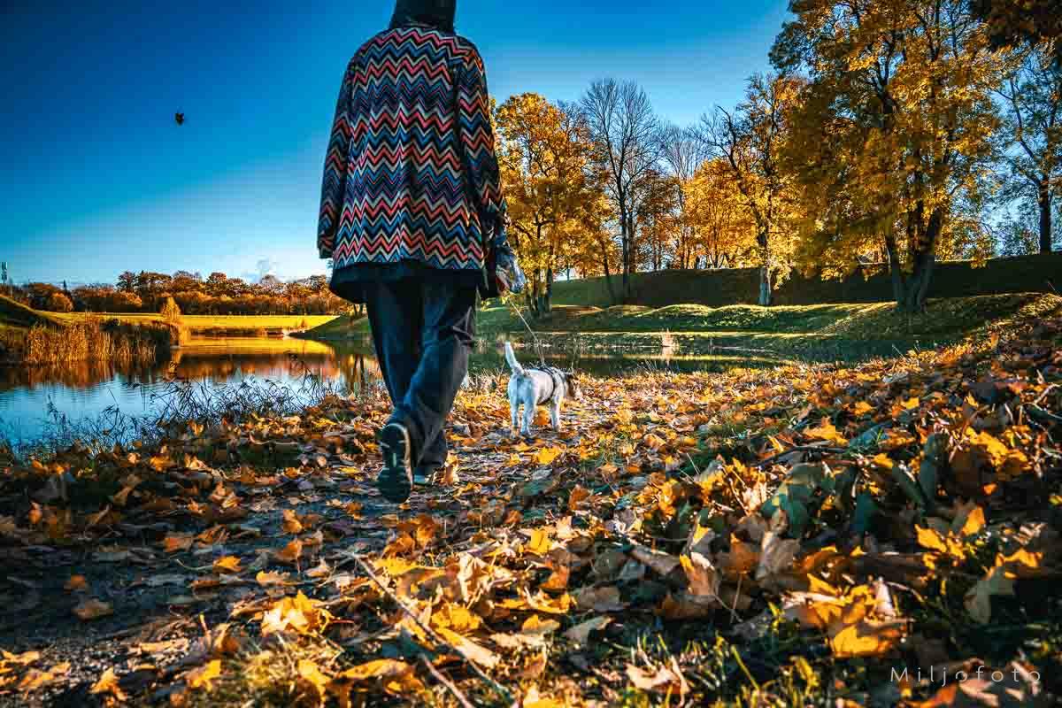 Bilde av en som lufter hunden Bilde av en som lufter hunden