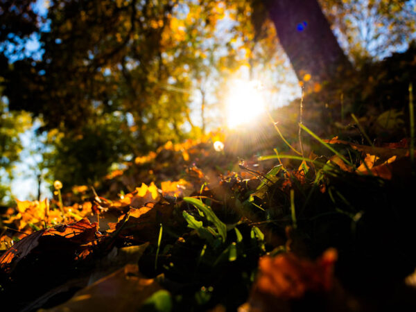 Bilde av sol i høstfarger