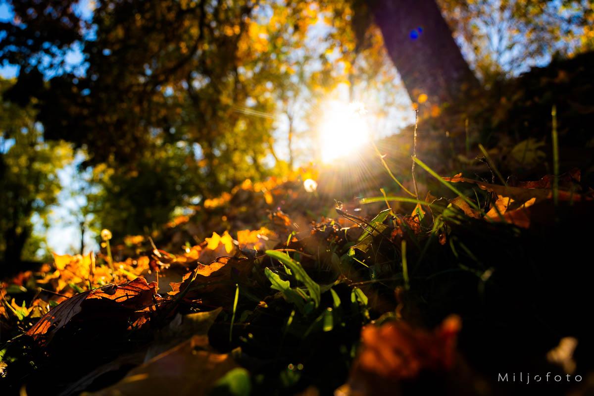 Bilde av sol i høstfarger Bilde av sol i høstfarger