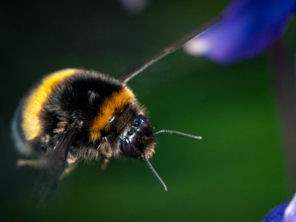 Bilde av en flygende humle