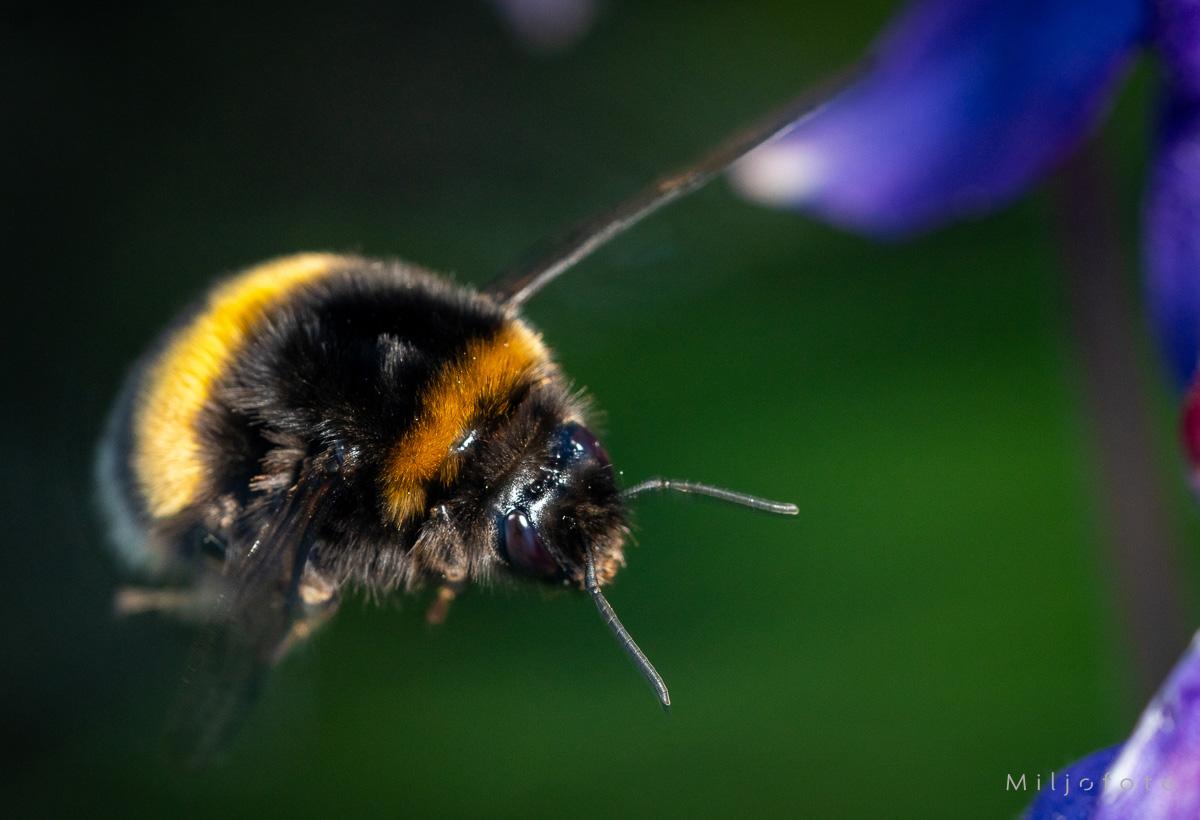 Bilde av en flygende humle