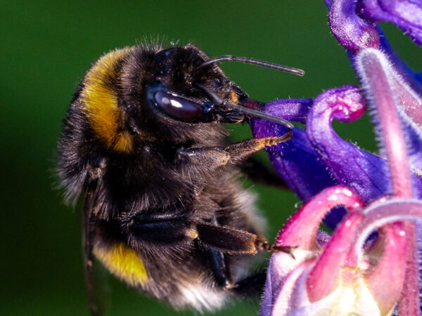 Bilde av en humle på en blomst