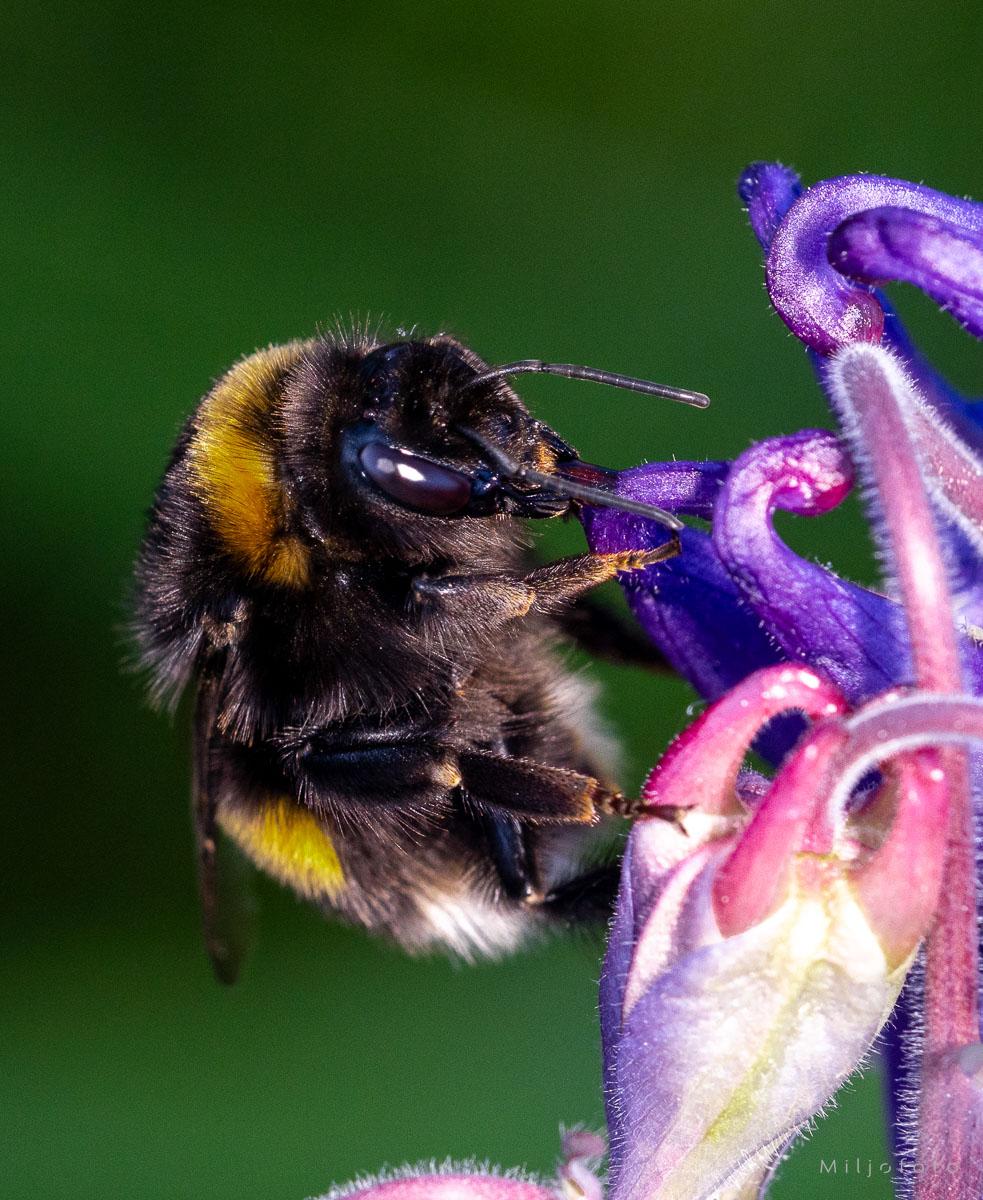 Bilde av en humle på en blomst