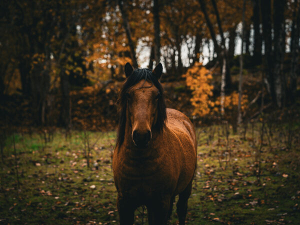 Hest i høstfarger