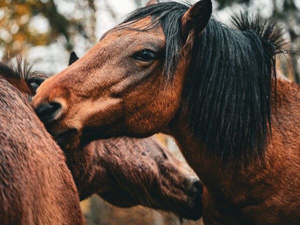 Hester klør hverandre